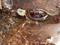 chinese box turtle.jpg