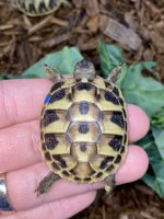 eastern hermann's tortoise.jpg