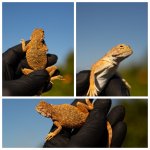 toad2.jpg