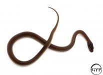 AfricanHouseF2-1.jpg