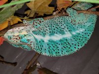 20180923_202409.jpg