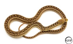 HetPatternlessM1 (1 of 1).jpg
