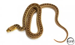 HetPatternlessM2 (1 of 1).jpg