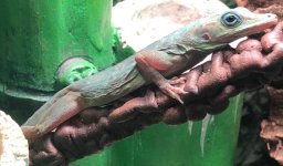 Anolis(M)Guyana_blue.AD1.jpg