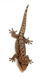 gecko_43.jpg