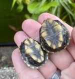 Baby Mud Bottoms.jpg