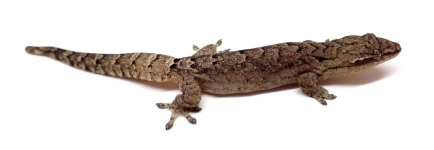 gecko_95.jpg