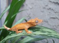 IMG_20201115_160352726.jpg