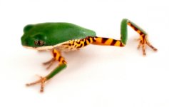 tiger_leg_monkey_tree_frog_-_phyllomedusa_hypocondrialis_captive_bred_5_.jpg