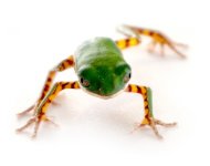 tiger_leg_monkey_tree_frog_-_phyllomedusa_hypocondrialis_captive_bred_1_.jpg