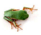tiger_leg_monkey_tree_frog_-_phyllomedusa_hypocondrialis_captive_bred_8_.jpg