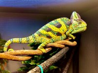 Male Chameleon5.jpg