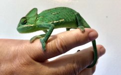 Baby Veiled Chameleon.jpg