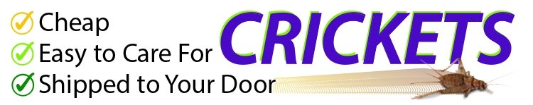 crixship-01.jpg