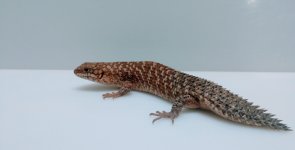 IMG_02ergernia.jpg
