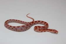 CornsnakeAmel_960x.jpg