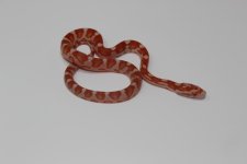 AlbinoMoteyCornSnakeBaby1_960x.jpg