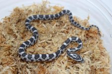 AneryhetScalelessCornSnake_960x.jpg