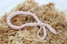 SnowhetScalelessCornsnake_960x.jpg