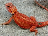 Hypo-Trans Male #3-G, 9in, $300.jpg