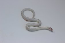 AlbinoBananaCaliforniaKingsnake5_1080x.jpg