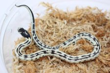 JungleCaliforniaKingsnake2_960x.jpg