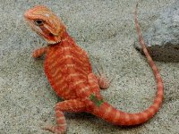 Leather Hypo Trans Male #2-G, 9in, $350.jpg