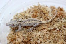 StripedGargoyleGeckoBaby_960x.jpg