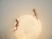 C. brevis pair Finlay Mts. Pic 1.JPG
