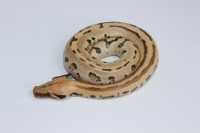 OcelotBorneroShortTailPython3_960x.jpg