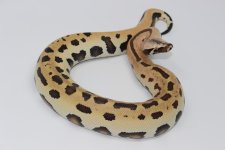 007BloodPython3_960x.jpg