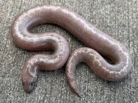 anerystripemale.jpg