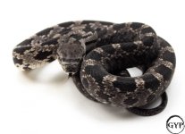 BlackRatF3.jpg