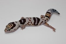 WOhetOreophCaramelFatTailGecko2_960x.jpg