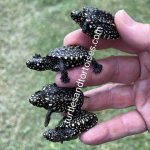 Hamilton's  Indian Spotted Pond Turtles (GeoclemysÂ hamiltoni) CB 2021 1.JPEG