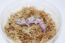 WOSnowFatTailGecko3_960x.jpg