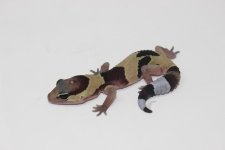 AberrantFatTailGeckoBaby_960x.jpg
