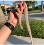 Axanthic Ana GL (2).png