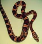 IMG_20201030_232121298.jpg
