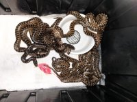 0 A nacondas10.jpg