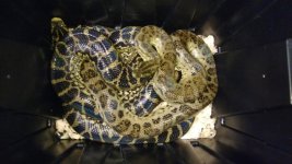 0 A nacondas new.jpg