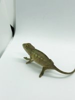 female baby from Cameron x Luna clutch for sale .jpg
