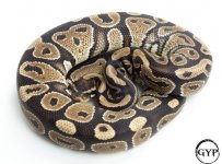 YellowBellyF3.jpg