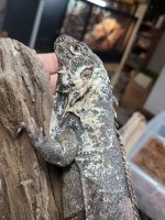 lizards19.jpg