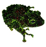 mossy_frog_theloderma_corticale_vietnamese_mossy_frog_for_sale_joshs_frogs_adult_2.jpg