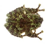 adult_male_vietnamese_mossy_frog_-_theloderma_corticale_captive_bred_1_.jpg