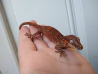 IMG_20201115_150634028.jpg