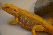 DSC_0702.jpg