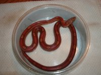 Motley Corn female proven CBB2016 Pic 1.JPG
