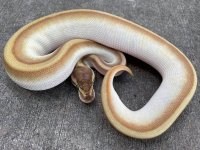 butterenchistripefemale.jpg